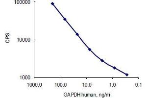 Image no. 3 for anti-Glyceraldehyde-3-Phosphate Dehydrogenase (GAPDH) antibody (ABIN284439) (GAPDH 抗体)