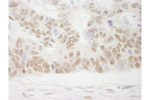 Immunohistochemistry (IHC) image for anti-Cofactor of BRCA1 (COBRA1) (AA 530-580) antibody (ABIN7448942) (COBRA1 抗体  (AA 530-580))