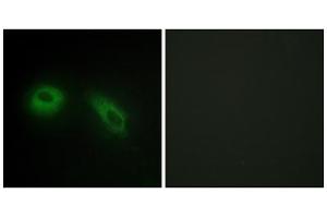 Immunofluorescence analysis of HeLa cells, using GLU2B antibody.