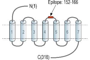 Representative domain view of the target of ABIN7884728.