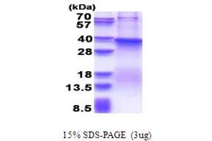 Fucosyltransferase 7 (Alpha (1,3) Fucosyltransferase) (FUT7) (AA 37-342) protein (His tag)