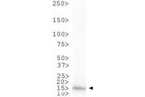 Western Blot of Rabbit Anti-Histone H3 [Monomethyl Lys4] Antibody.