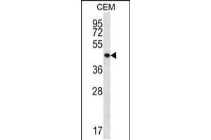 Western blot analysis in CEM cell line lysates (35ug/lane). (PTPN2 抗体  (C-Term))