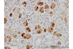 Immunoperoxidase of monoclonal antibody to RAB43 on formalin-fixed paraffin-embedded human salivary gland. (RAB43 抗体  (AA 113-210))