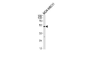 MICA Antibody (Center) (ABIN652566 and ABIN2842381) western blot analysis in MDA-MB-231 cell line lysates (35 μg/lane). (MICA 抗体  (AA 68-97))
