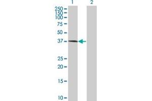 Western Blot analysis of MOS expression in transfected 293T cell line by MOS MaxPab polyclonal antibody. (MOS 抗体  (AA 1-346))