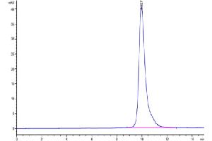 The purity of Biotinylated Human LILRB4 Domain 1 is greater than 95 % as determined by SEC-HPLC.