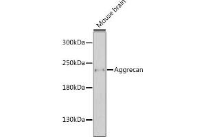 Western blot analysis of extracts of mouse brain, using Aggrecan antibody  at 1:1000 dilution. (Aggrecan 抗体  (AA 350-450))