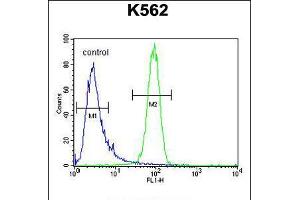 Flow cytometric analysis of K562 cells (right histogram) compared to a negative control cell (left histogram). (MCHR1 抗体  (C-Term))