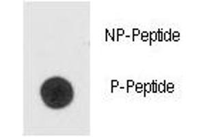 Dot blot analysis of phospho-Bad antibody. (BAD 抗体  (pSer99))