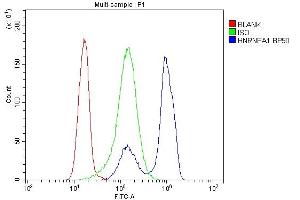 anti-Heterogeneous Nuclear Ribonucleoprotein A1 (HNRNPA1) (AA 8-42), (N-Term) antibody
