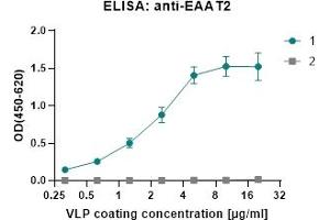ELISA: anti-EAAT2 1: (ABIN7538793) cVLP_SARS-CoV-2 (M+E+N) EAAT2-EYFP 2: (ABIN7538794) cVLP_SARS-CoV-2 (M+E+N) control 1°Antibody: monoclonal Rabbit anti-EAAT2 2°Antibody: Goat-anti-Rabbit-HRP