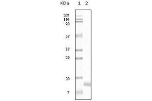 Western Blot showing SNCG antibody used against truncated SNCG recombinant protein. (SNCG 抗体)