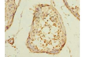 Immunohistochemistry of paraffin-embedded human testis tissue using ABIN7150462 at dilution of 1:100 (POLR3E 抗体  (AA 1-260))