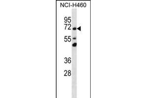 T Antibody (N-term) (ABIN656337 and ABIN2845637) western blot analysis in NCI- cell line lysates (35 μg/lane). (TMEM181 抗体  (N-Term))
