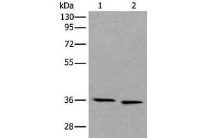 Western blot analysis of 293T and Hela cell lysates using CDC123 Polyclonal Antibody at dilution of 1:550 (CDC123 抗体)