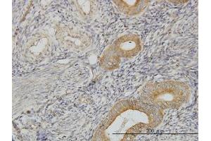 Image no. 3 for anti-PIH1 Domain Containing 1 (PIH1D1) (AA 1-291) antibody (ABIN599262) (PIH1D1 抗体  (AA 1-291))