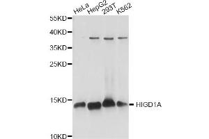 Western blot analysis of extracts of various cell lines, using HIGD1A antibody. (HIGD1A 抗体)