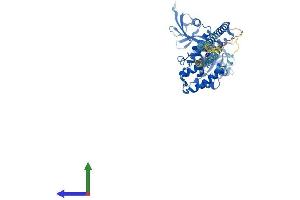 Protein Structure (PS) image for Radixin (RDX) (AA 1-583) protein (His tag) (ABIN7563013)
