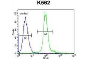 Flow cytometric analysis of K562 cells using  Glomulin Antibody (C-term) Cat. (GLMN 抗体  (C-Term))