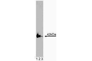 Western blot analysis of Galphaq on a Jurkat cell lysate (Human T-cell leukemia, ATCC TIB-152).