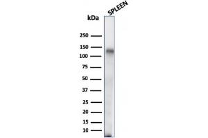 Western Blot Analysis of human Spleen tissue lysate using CD68 Mouse Monoclonal Antibody (C68/684). (CD68 抗体)