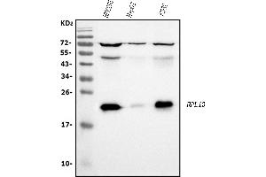 Western blot analysis of RPL13A using anti-RPL13A antibody (ABIN7600471).