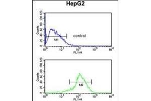 SFT2D3 Antibody (N-term) (ABIN651461 and ABIN2840253) flow cytometric analysis of HepG2 cells (bottom histogram) compared to a negative control cell (top histogram). (SFT2D3 抗体  (N-Term))