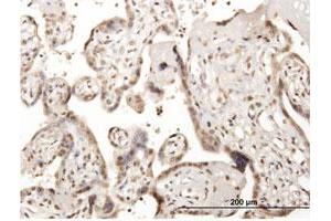 Immunoperoxidase of purified MaxPab antibody to CDC45L on formalin-fixed paraffin-embedded human placenta. (CDC45 抗体  (AA 1-566))