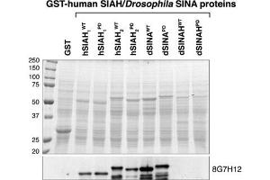 SIAH1/SIAH2 monoclonal antibody, clone 8G7H12  recognize both Drosophila SINA and human SIAH. (SIAH1/2 抗体  (AA 280-331))