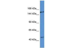 WB Suggested Anti-EIF3A AntibodyTitration: 1. (EIF3A 抗体  (C-Term))