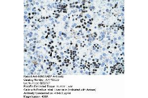 Human Liver (IVNS1ABP 抗体  (N-Term))