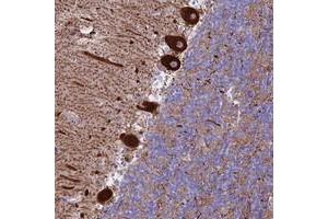 Immunohistochemical staining of human cerebellum with CLEC2L polyclonal antibody  shows strong cytoplasmic positivity in purkinje cells at 1:10-1:20 dilution. (CLEC2L 抗体)