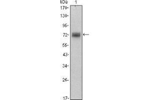 Western blot analysis using ZBTB16 mouse mAb against Hela (1) cell lysate. (ZBTB16 抗体)