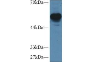 Western Blot; Sample: Mouse Cerebrum lysate; Primary Ab: 1µg/ml Rabbit Anti-Human RGS7 Antibody Second Ab: 0. (RGS7 抗体  (AA 1-144))