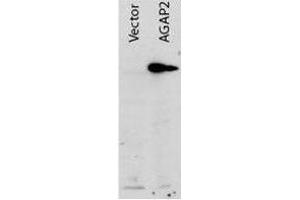 Western blot using  Protein A purified anti-AGAP2 antibody shows detection of AGAP2 recombinant protein in transfected HEK293 cell lysates. (AGAP2 抗体  (AA 1-836))