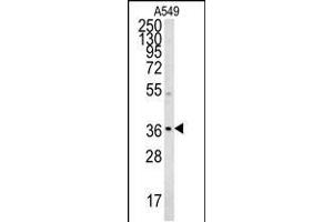 NGRN Antibody (C-term) (ABIN654592 and ABIN2844291) western blot analysis in A549 cell line lysates (35 μg/lane). (NGRN 抗体  (C-Term))