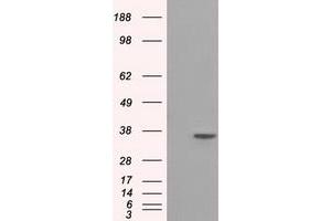 Image no. 1 for anti-Serine Racemase (SRR) antibody (ABIN1501134) (SRR 抗体)