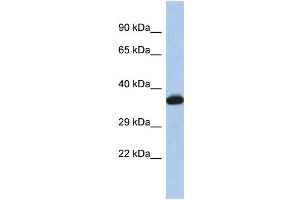 Western Blotting (WB) image for anti-GTPase, IMAP Family Member 2 (GIMAP2) (Middle Region) antibody (ABIN2437551) (GIMAP2 抗体  (Middle Region))
