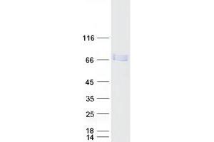 Western Blotting (WB) image for NGFI-A Binding Protein 2 (EGR1 Binding Protein 2) (NAB2) protein (Myc-DYKDDDDK Tag) (ABIN2726772)