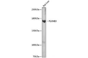 Western blot analysis of extracts of Rat liver using PLXNB3 Polyclonal Antibody at dilution of 1:1000. (Plexin B3 抗体)