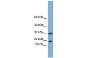 Image no. 1 for anti-Eukaryotic Translation Initiation Factor 5A2 (EIF5A2) (N-Term) antibody (ABIN6744192) (EIF5A2 抗体  (N-Term))