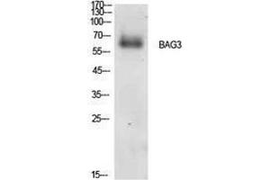 Western Blotting (WB) image for anti-BCL2-Associated Athanogene 3 (BAG3) (Internal Region) antibody (ABIN3181399) (BAG3 抗体  (Internal Region))
