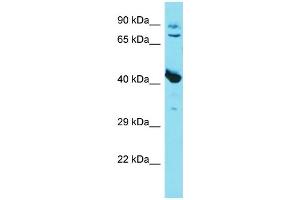 Western Blotting (WB) image for anti-Myostatin (MSTN) (C-Term) antibody (ABIN2774389)