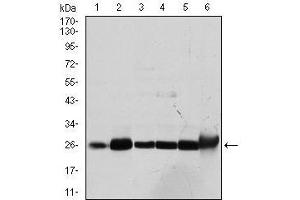 Western blot analysis using GSTM1 mouse mAb against Cos7 (1), MCF-7 (2), Jurkat (3), Hela (4), HL7702 (5) and HepG2 (6) cell lysate.