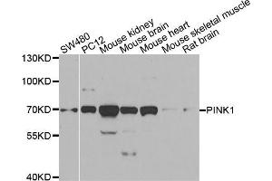 Western blot analysis of extracts of various cell lines, using PINK1 antibody (ABIN5998524) at 1/1000 dilution. (PINK1 抗体)