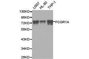 Western Blotting (WB) image for anti-Fc Fragment of IgG, High Affinity Ia, Receptor (CD64) (FCGR1A) antibody (ABIN1872670) (FCGR1A 抗体)