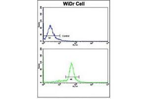Flow Cytometric analysis of WiDr cells using Villin-1 Antibody (N-term)  (bottom histogram) compared to a negative control cell (top histogram). (Villin 1 抗体  (N-Term))
