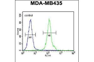 Flow cytometric analysis of MDA-MB435 cells (right histogram) compared to a negative control cell (left histogram). (OR2L13 抗体  (C-Term))