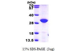 SDS-PAGE (SDS) image for Endoplasmic Reticulum Protein 27 (ERP27) (AA 26-273) protein (His tag) (ABIN667297) (ERP27 Protein (AA 26-273) (His tag))